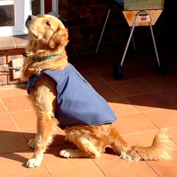 Canine Vest